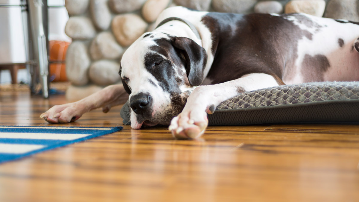 Dog napping on pet bed over hard wood flooring