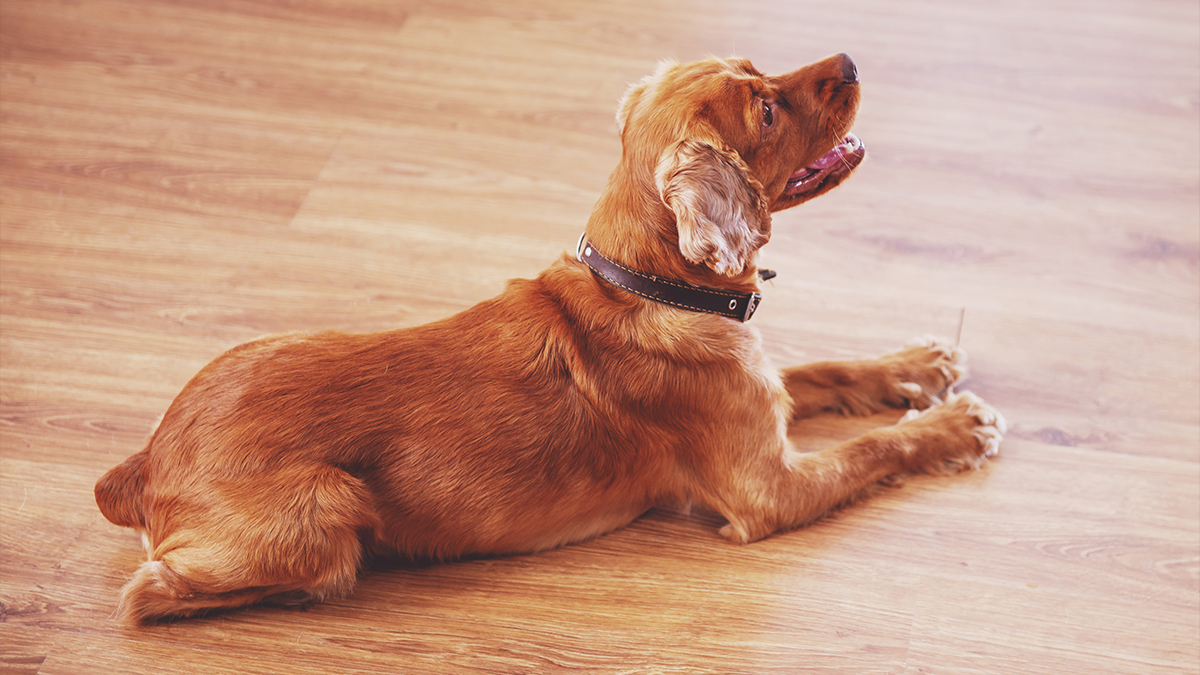 Cute dog on laminate flooring