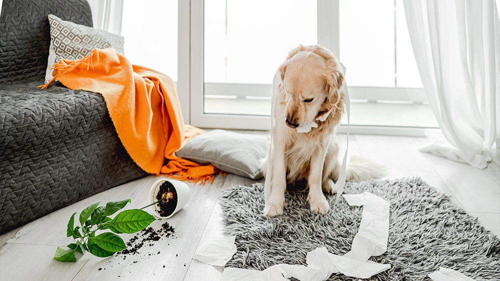 Golden retriever dog playing with toilet paper on a laminated floor