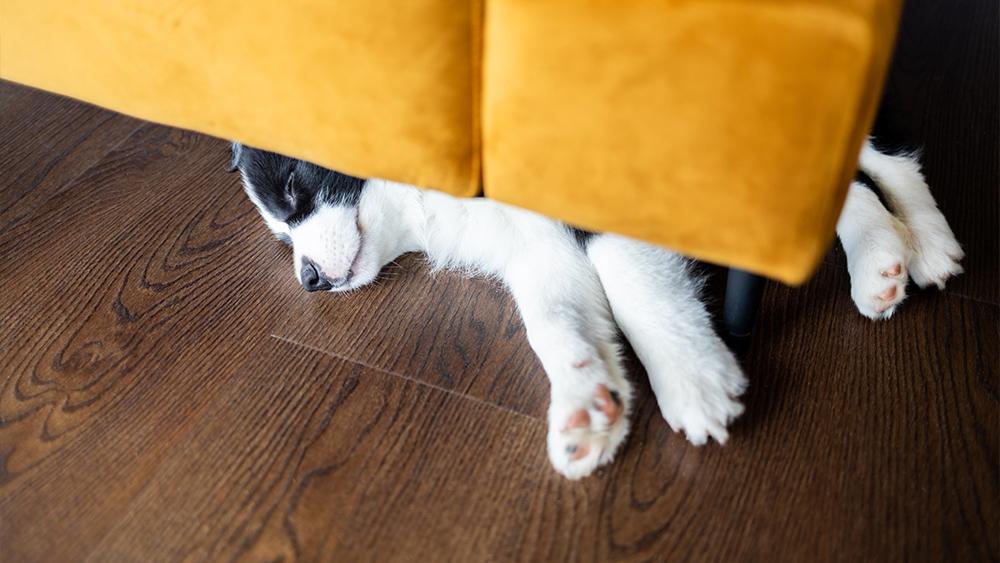 Little black white puppy dog sleeping under sofa