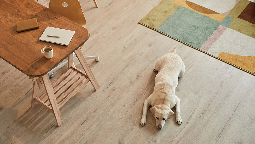 Over view of a dog laying on laminated floor at home