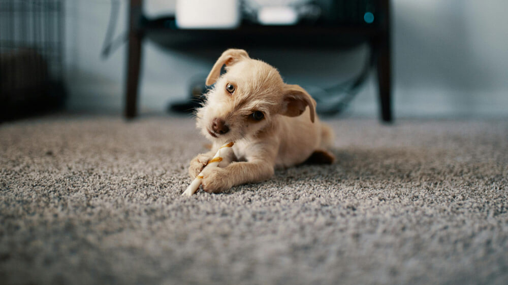 Dog lied down on a carpet