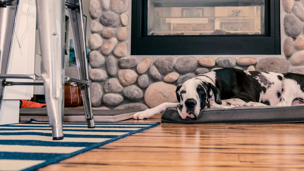 A dog sleeping on the home floor